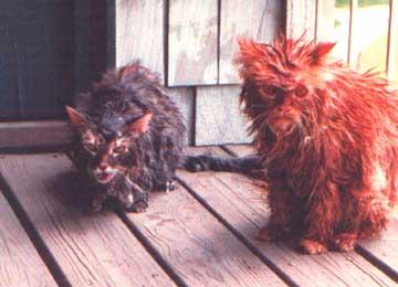 uglycat3.jpg