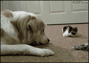 bcfo9.gif
