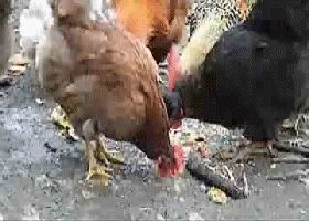 1324319396001.gif