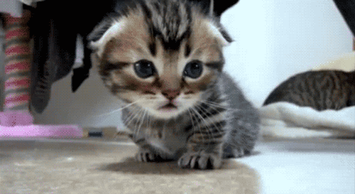 imoweWC2XUXlt.gif