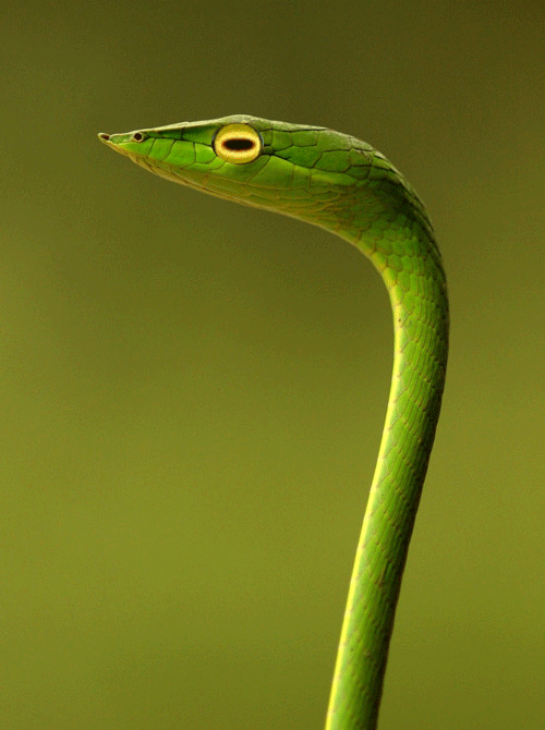hypnosnake.gif