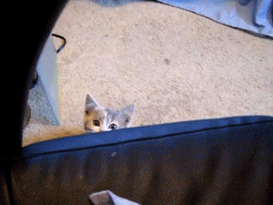 781.gif