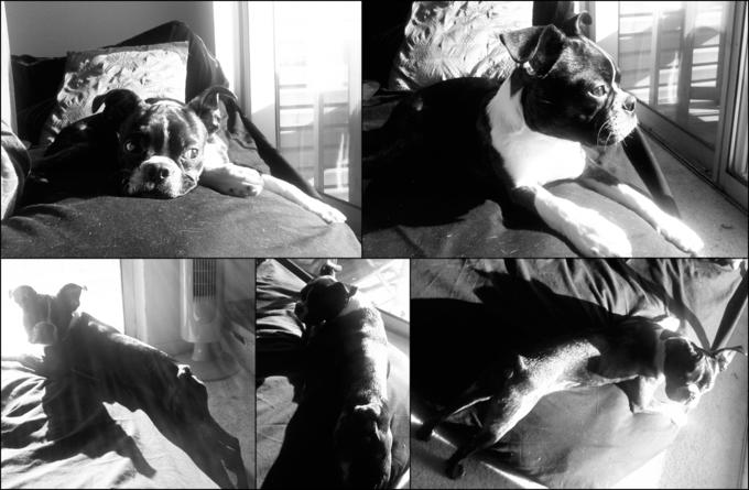 Puppy Vogue: Stewie Photo Shoot 2