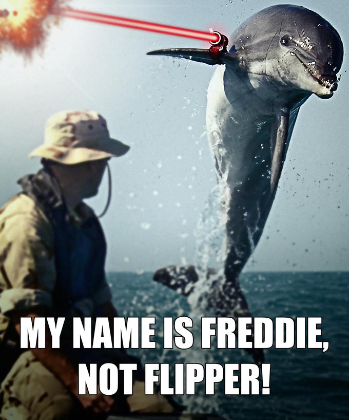 Bullied Dolphin