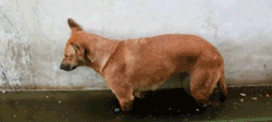 0b9.gif
