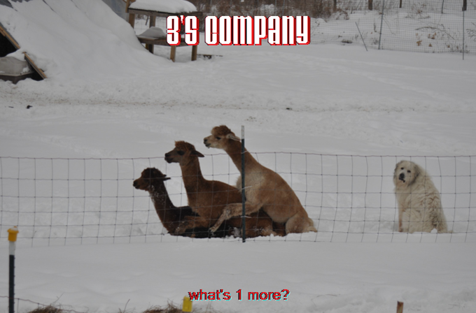3's company