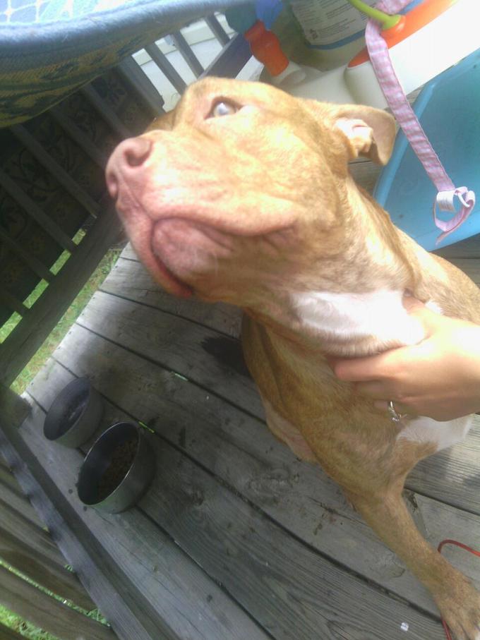 Pit Bull