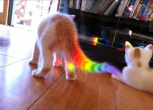 Nyan Kitten