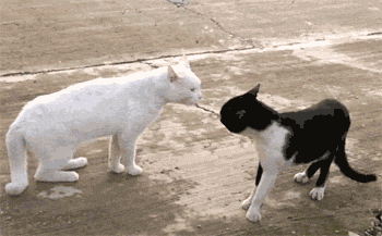 You still walking on your four legs bro?