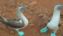 "Hey, Look, we have blue feet."