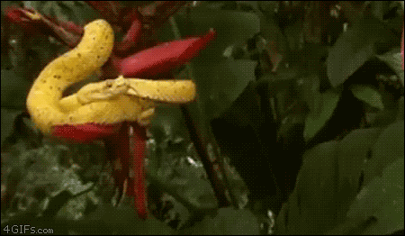 Nature's Troll