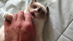 3fb.gif