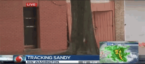 [Image: 330.gif]