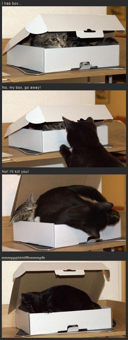 Cats Fighting Over Box