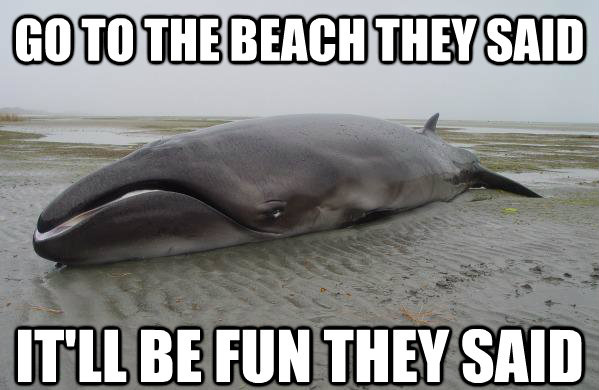 Disgruntled Whale