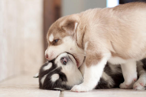 puppy bite