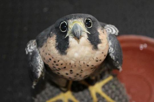 Falcon Version of Puppy Eyes