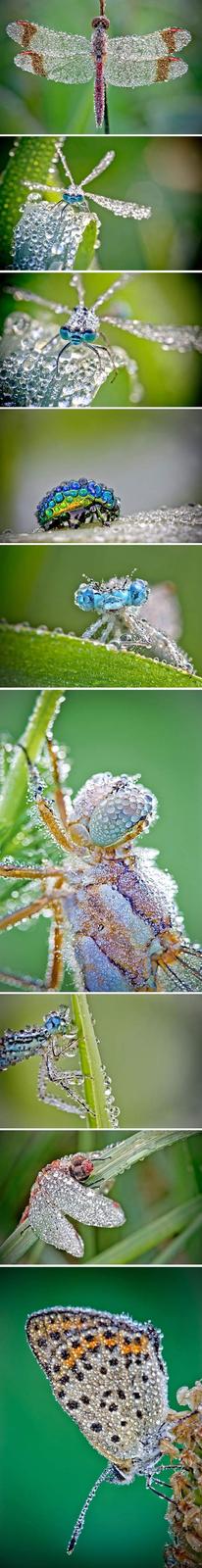 Insects After Rain