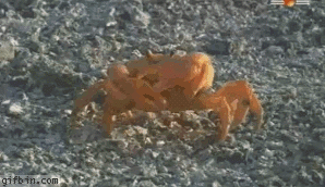 2c1.gif