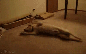 201.gif