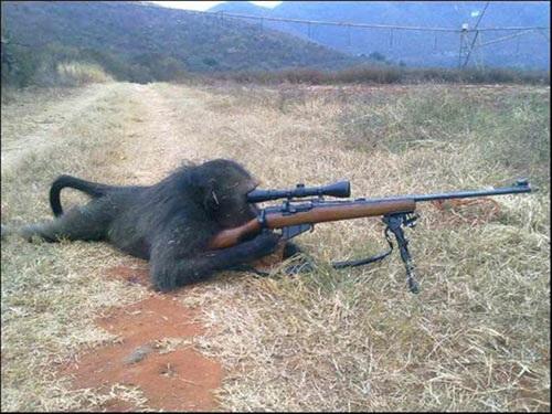 The Real Rise of the Planet of the Apes