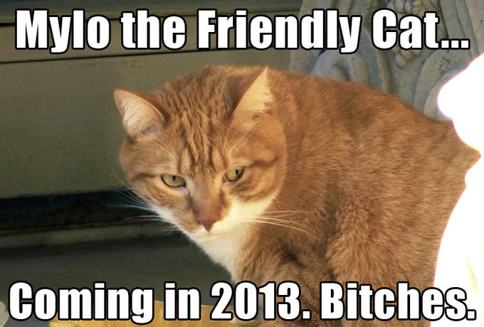 Mylo the Friendly Cat