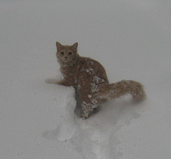 Snow Cat Tommy