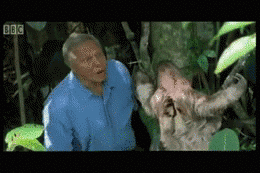 f4e.gif