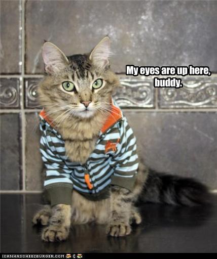 Cat Wearing Shirt