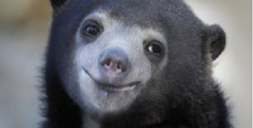 Znalezione obrazy dla zapytania confession bear happy