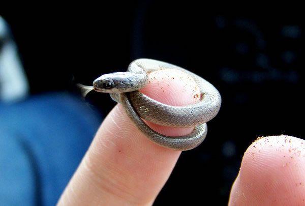 Smol Snake