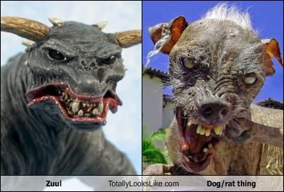 sams dogs image 26471 sam the world s ugliest your meme sams dogs image 26471 sam the world s ugliest your meme