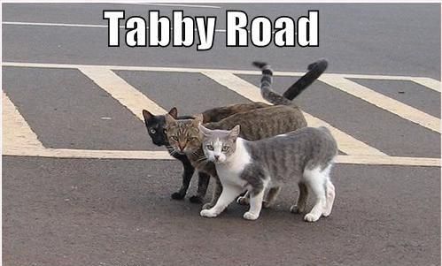 Tabby Road