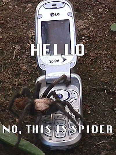 this-is-dog-spider.jpg