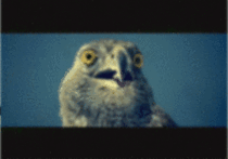 f63.gif
