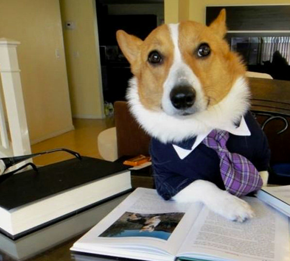 Corgi Lawyer Corgi