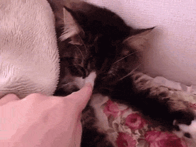 e29.gif