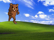 Bliss_bear