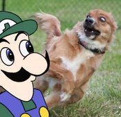 Weegeedogged