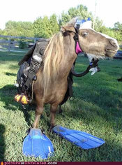 Scuba-horse