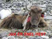 Jak