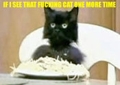 Spaghetti-cat1