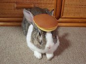Pancake_bunny
