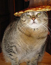 Flapcat