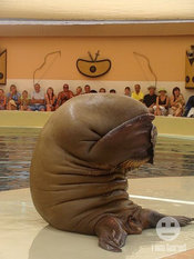 39122_walrusshameaug
