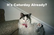 Caturday