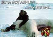 Beargotapples