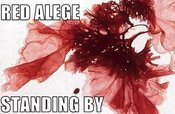 Alge