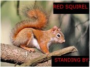 Redsquirrel
