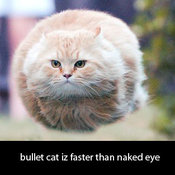 Bulletcat0192